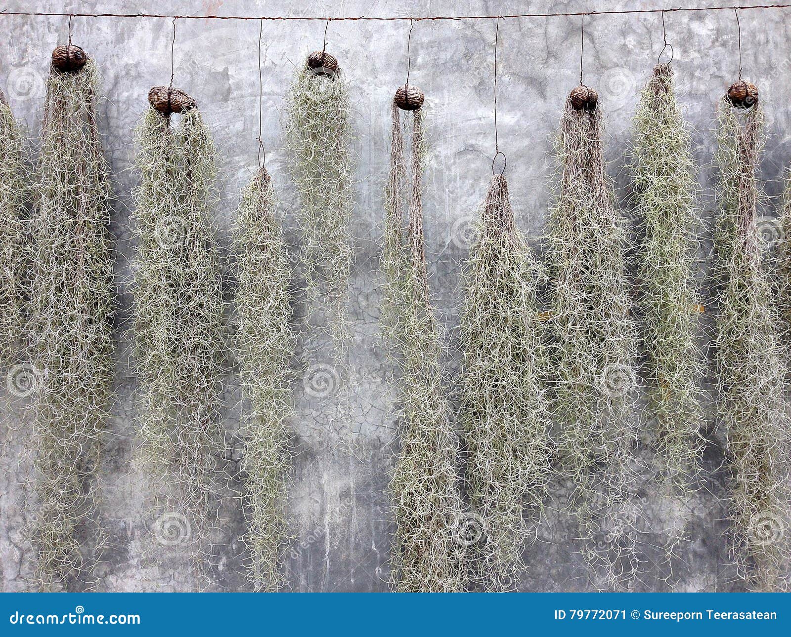 Spanish Moss Hanging For Decoration With Stucco Wall Background Stock