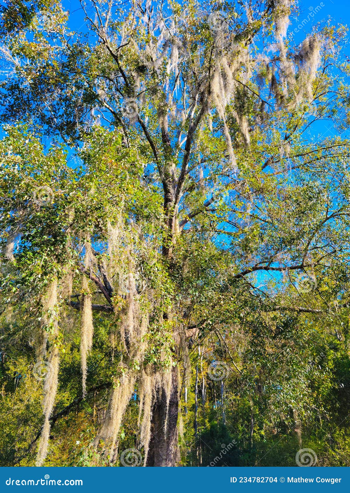 Spanish Moss Hanging in Dense Out Tree Florida Stock Photo Image of dense, spanish 234782704