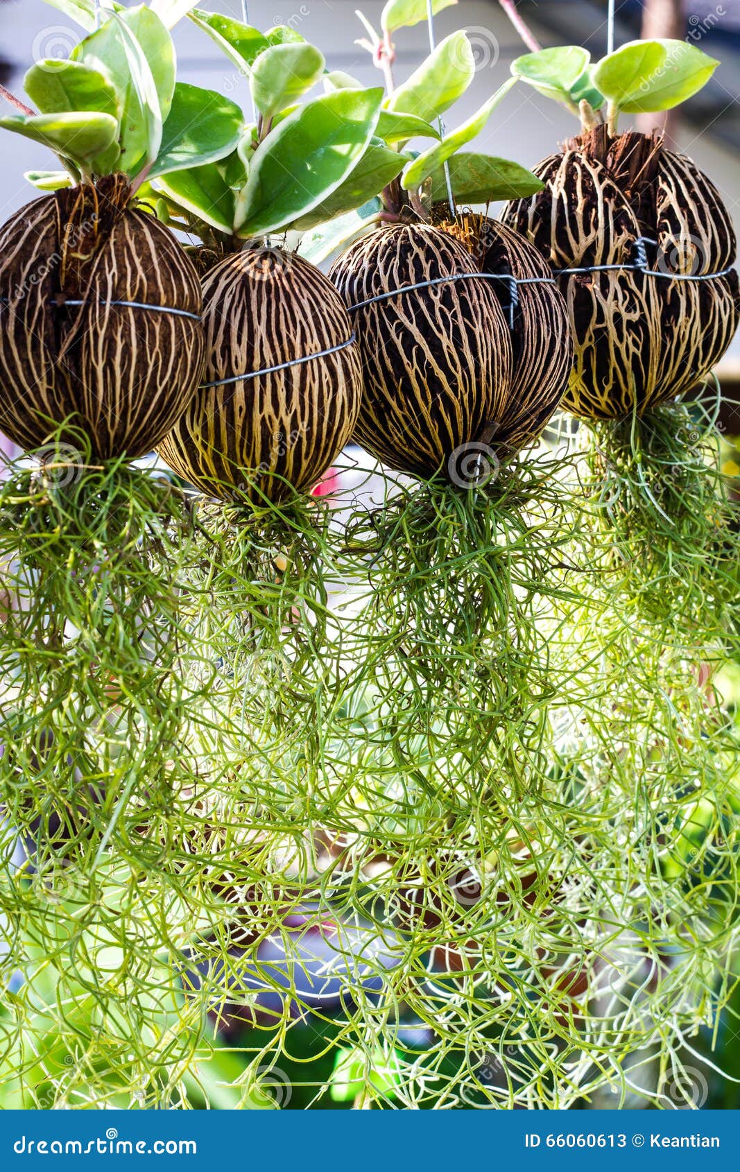 Spanish Moss hanging . stock image. Image of growth, long - 66060613