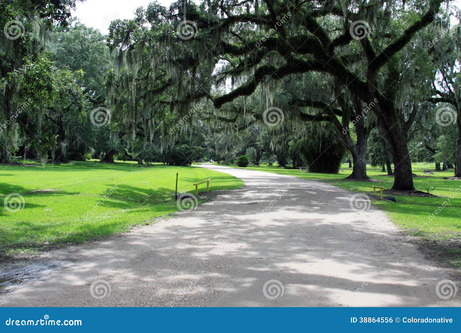 spanish moss hanging from trees along a road