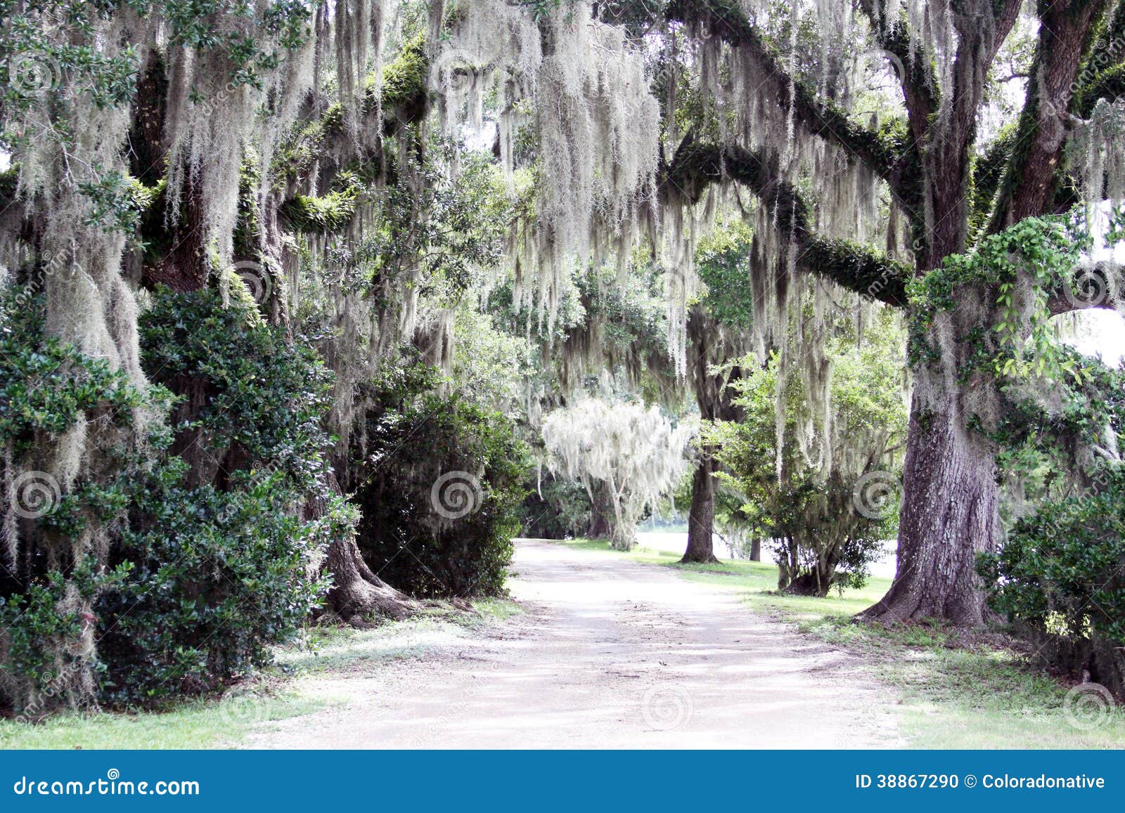 spanish moss hanging from trees along a road