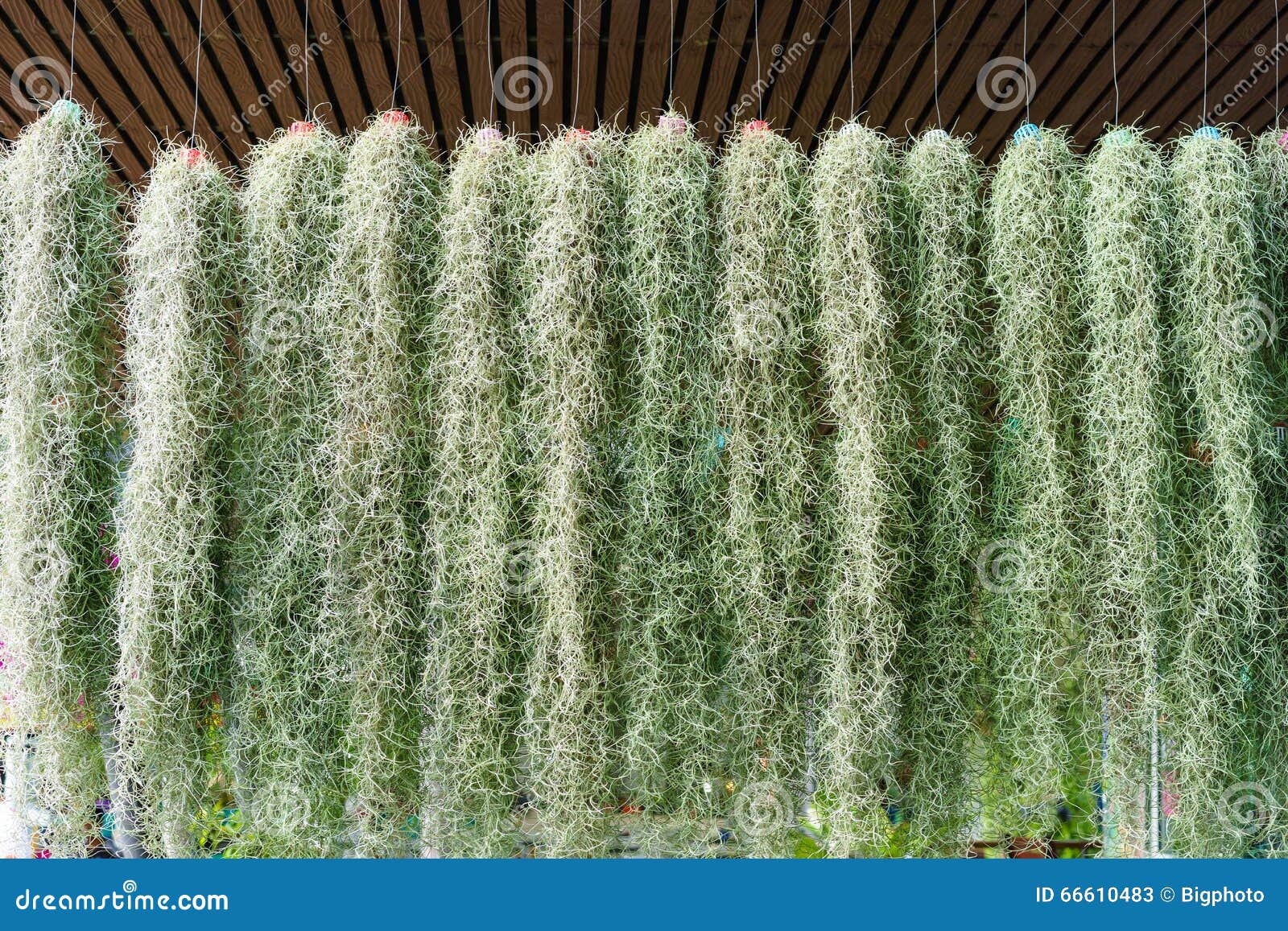 Spanish Moss in Hanging Pot Stock Image Image of growth, aged 66610483