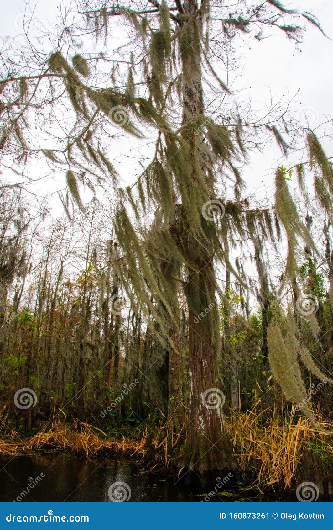 Spanish Moss Hanging from Tree in New Orleans Stock Image Image of spanish, swamp 160873261