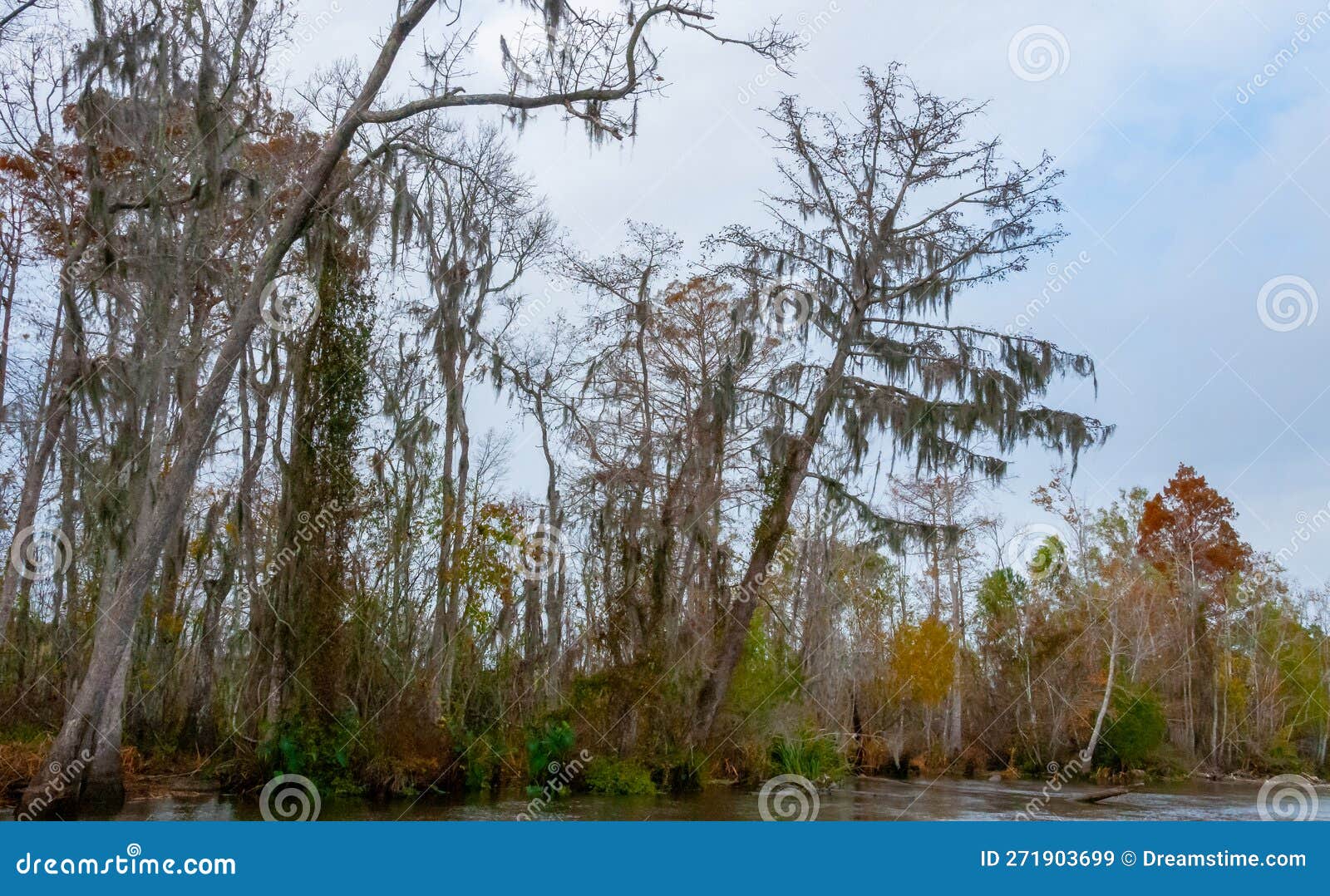Spanish Moss Hanging from Tree in New Orleans, Louisiana Stock Image