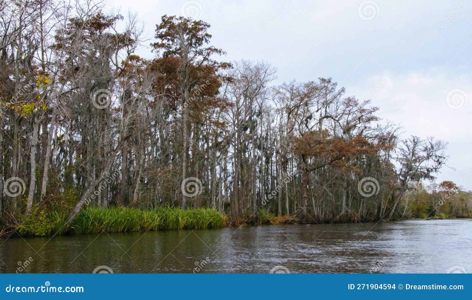 Spanish Moss Hanging from Tree in New Orleans, Louisiana Stock Photo Image of bayou