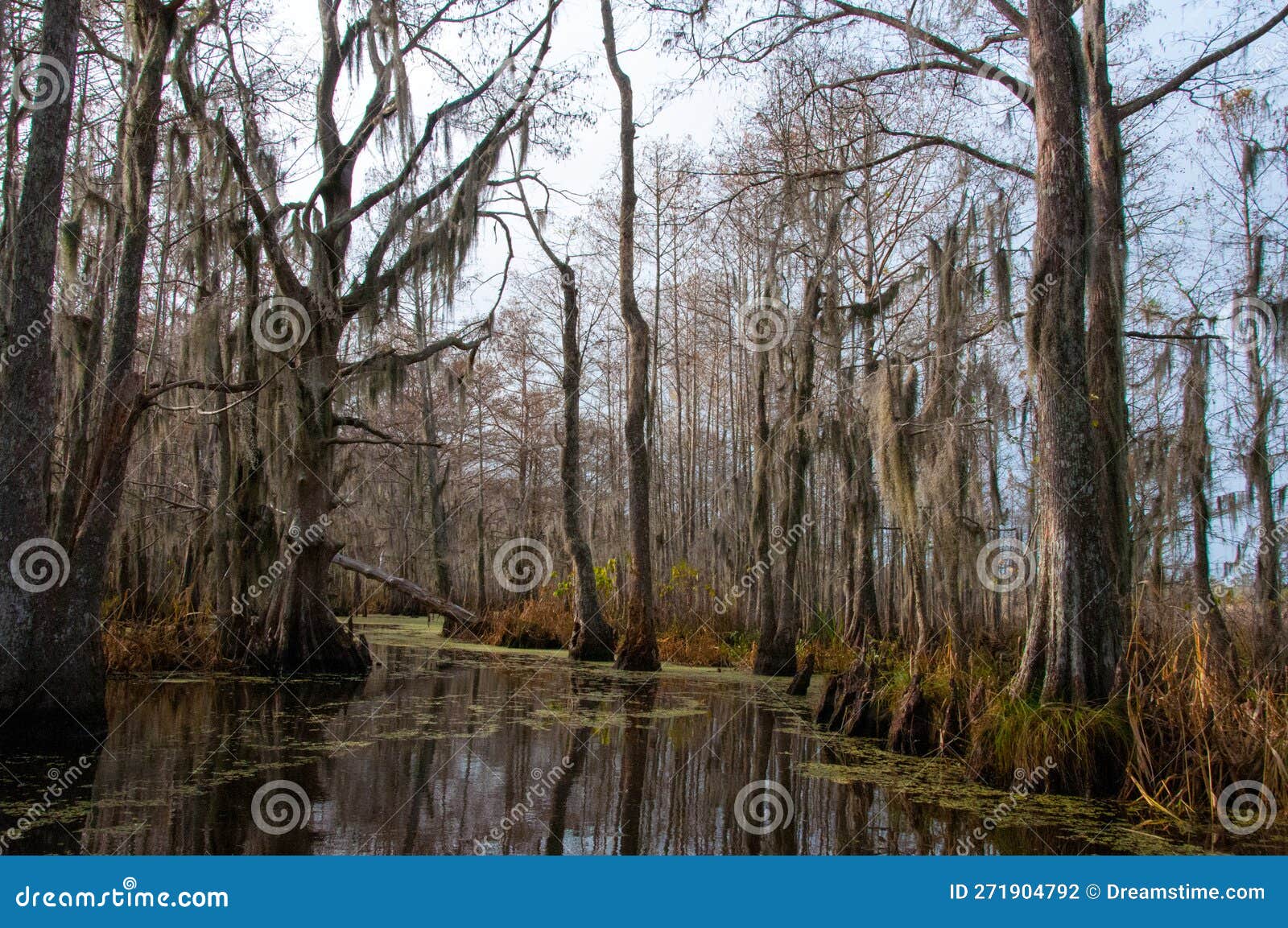 Spanish Moss Hanging from Tree in New Orleans, Louisiana Stock Photo