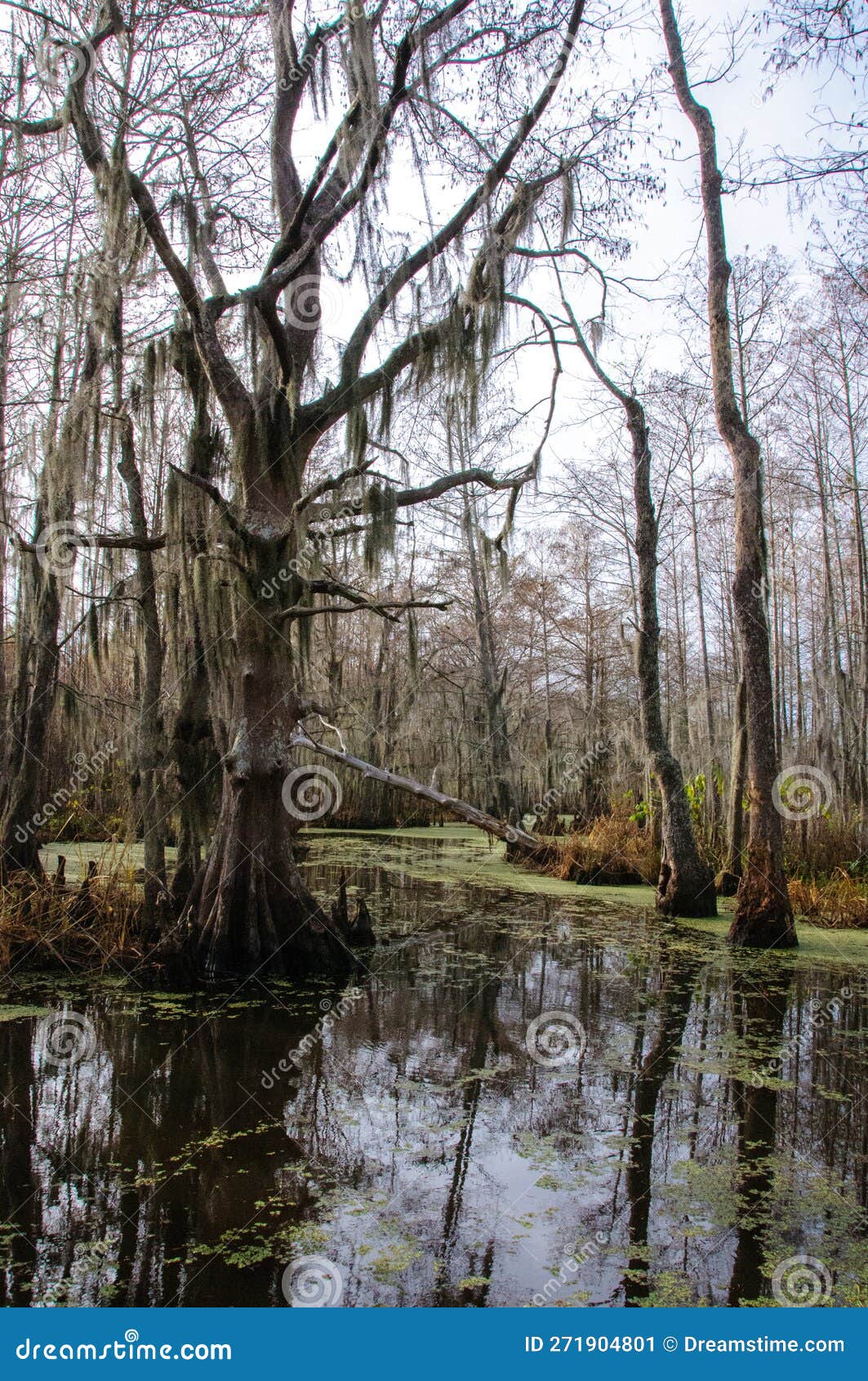 Spanish Moss Hanging from Tree in New Orleans, Louisiana Stock Image