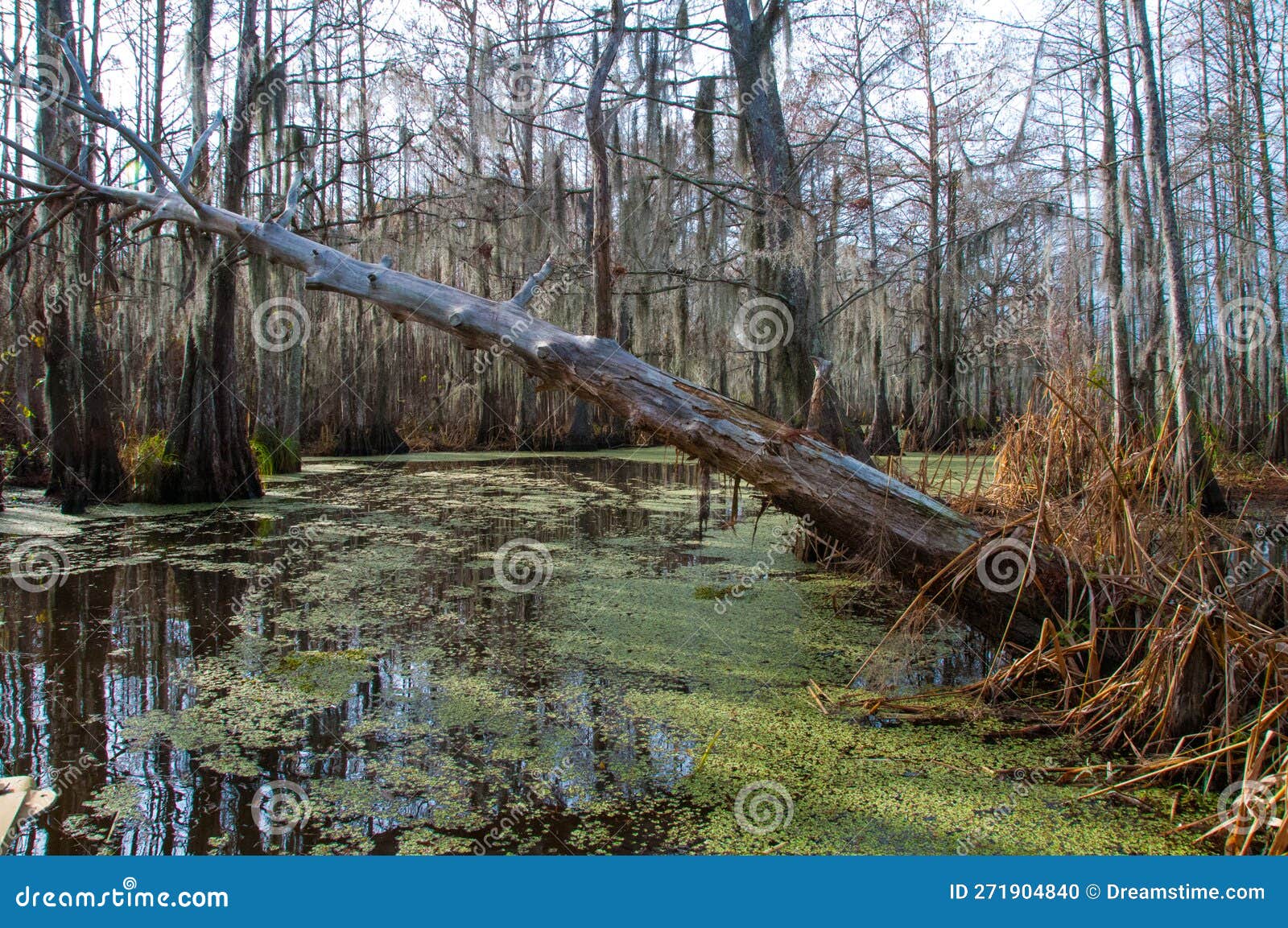 Spanish Moss Hanging from Tree in New Orleans, Louisiana Stock Photo