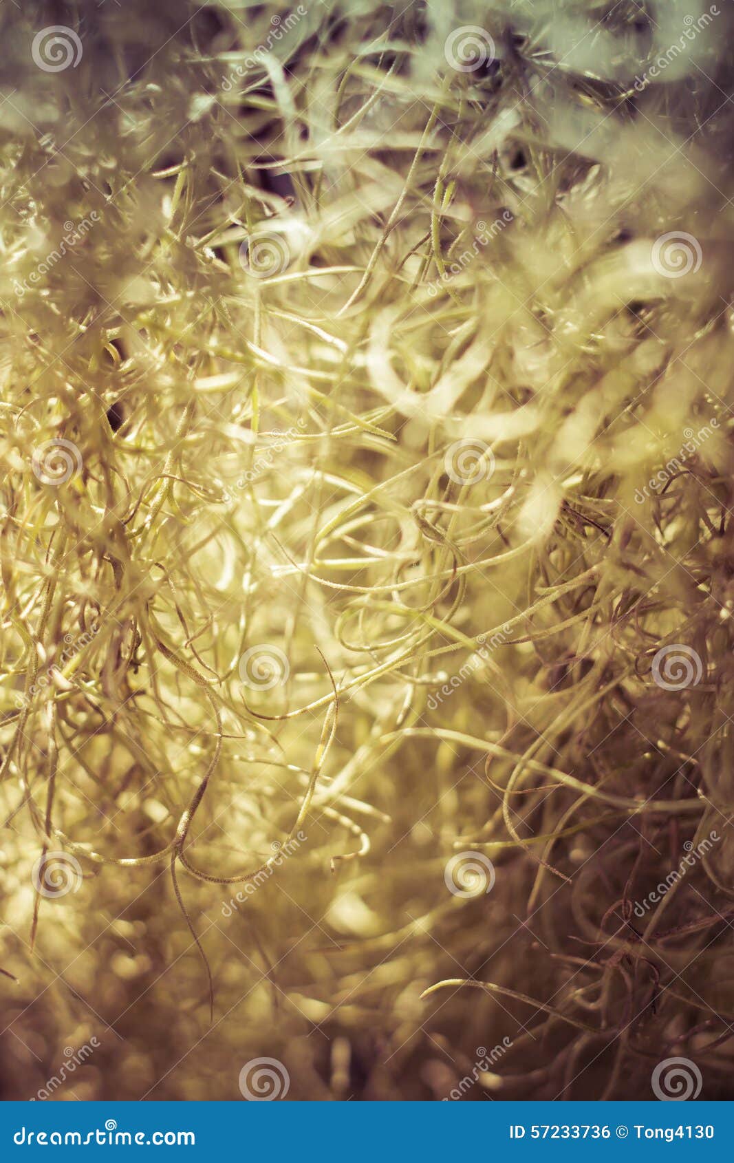 Spanish Moss with Linghting (Tillandsia Usneoides) Stock Photo Image