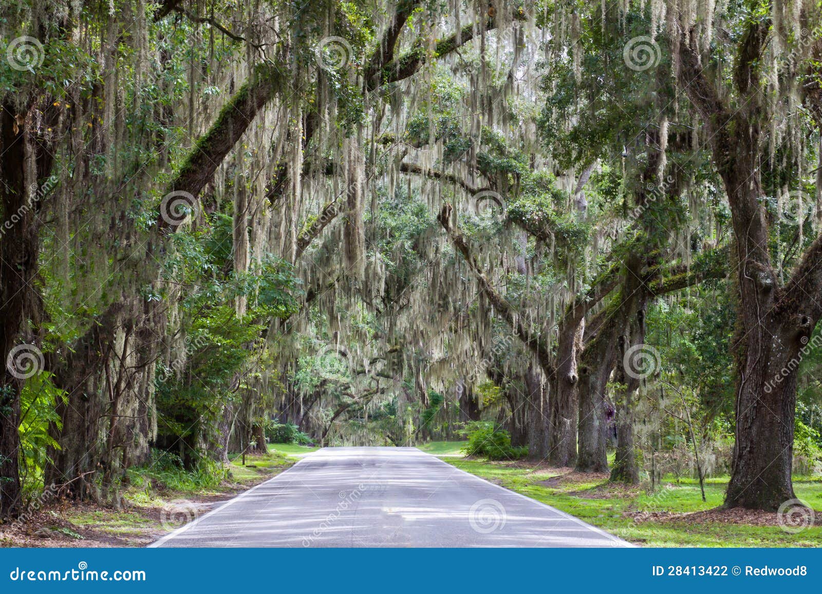 spanish moss and live oak trees