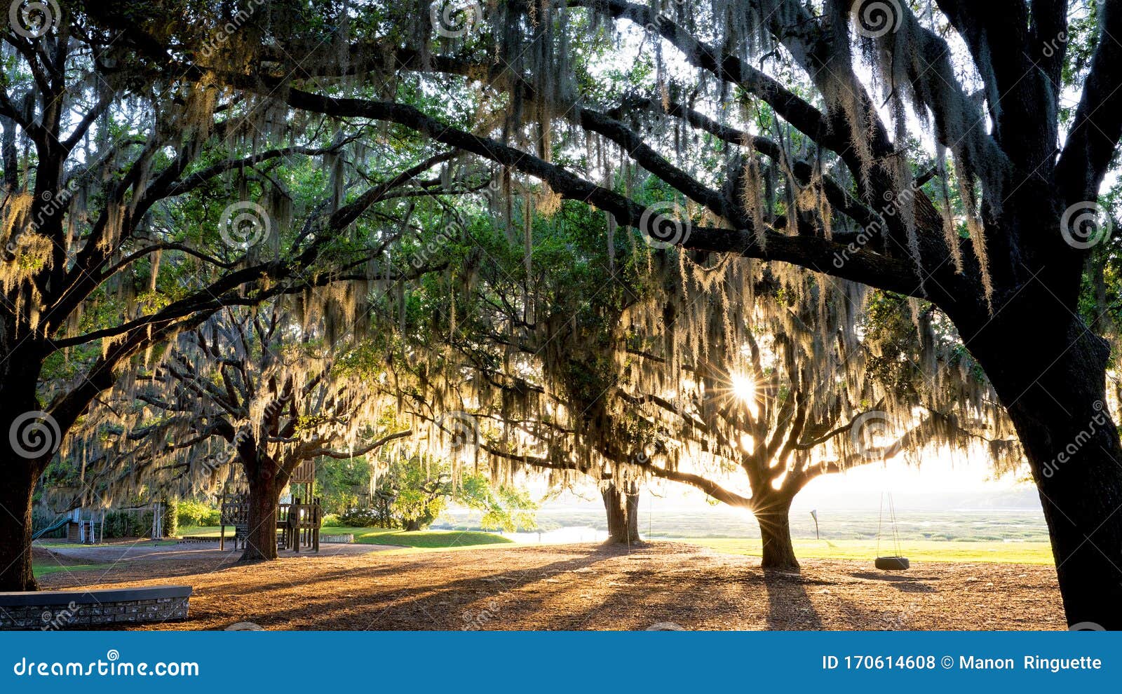 Spanish Moss stock photo. Image of moss, ground, dusk 170614608