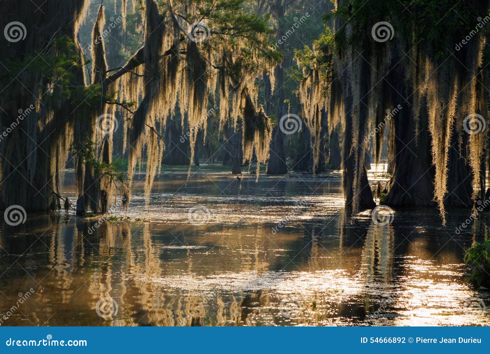 spanish moss