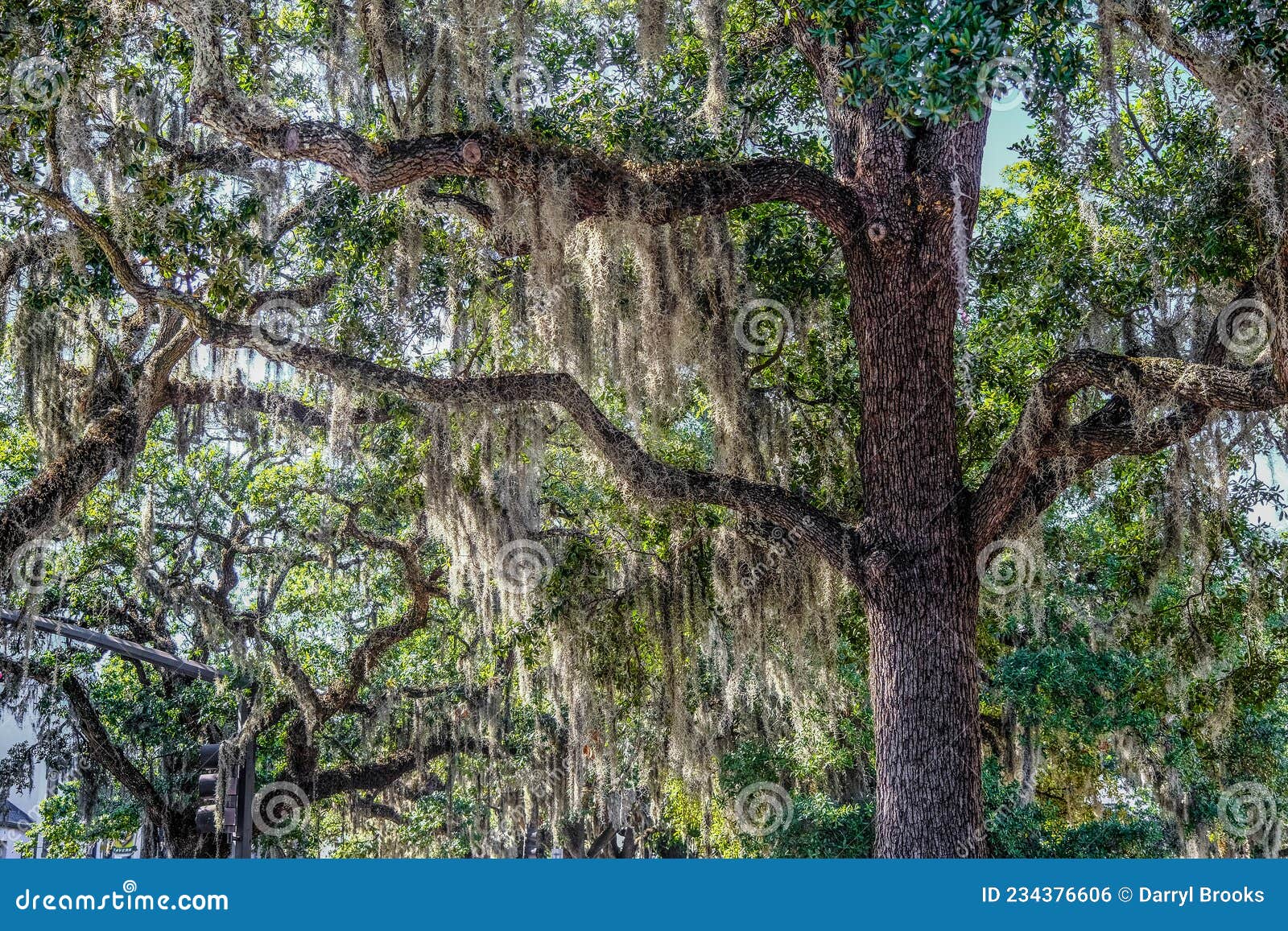 Spanish Moss in Oak Tree stock photo. Image of live 234376606