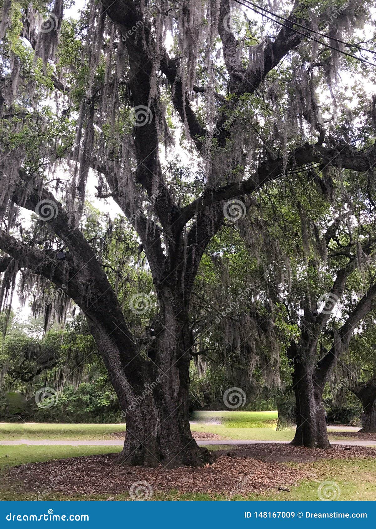 Spanish Moss on Oak Tree in the Park Stock Image Image of leaves