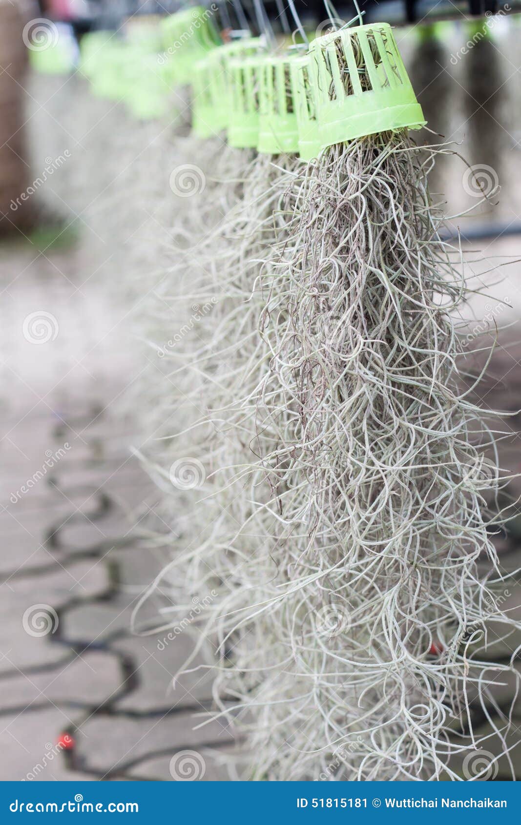 Spanish moss stock image. Image of material, decorative 51815181
