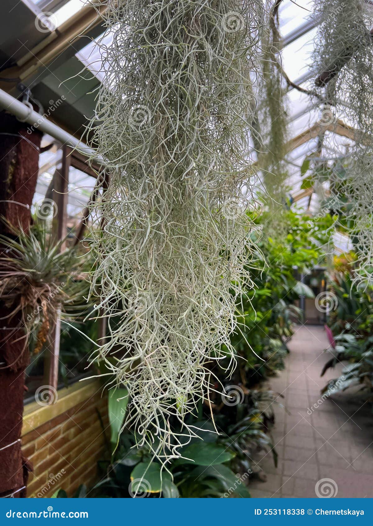 Spanish Moss and Other Plants Growing in Greenhouse Stock Photo Image