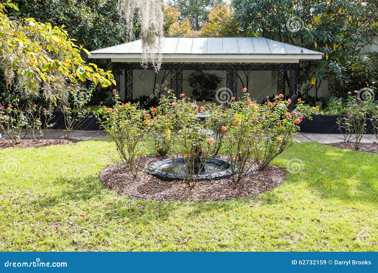 Spanish Moss Over Rose Garden Stock Image Image Of Georgia