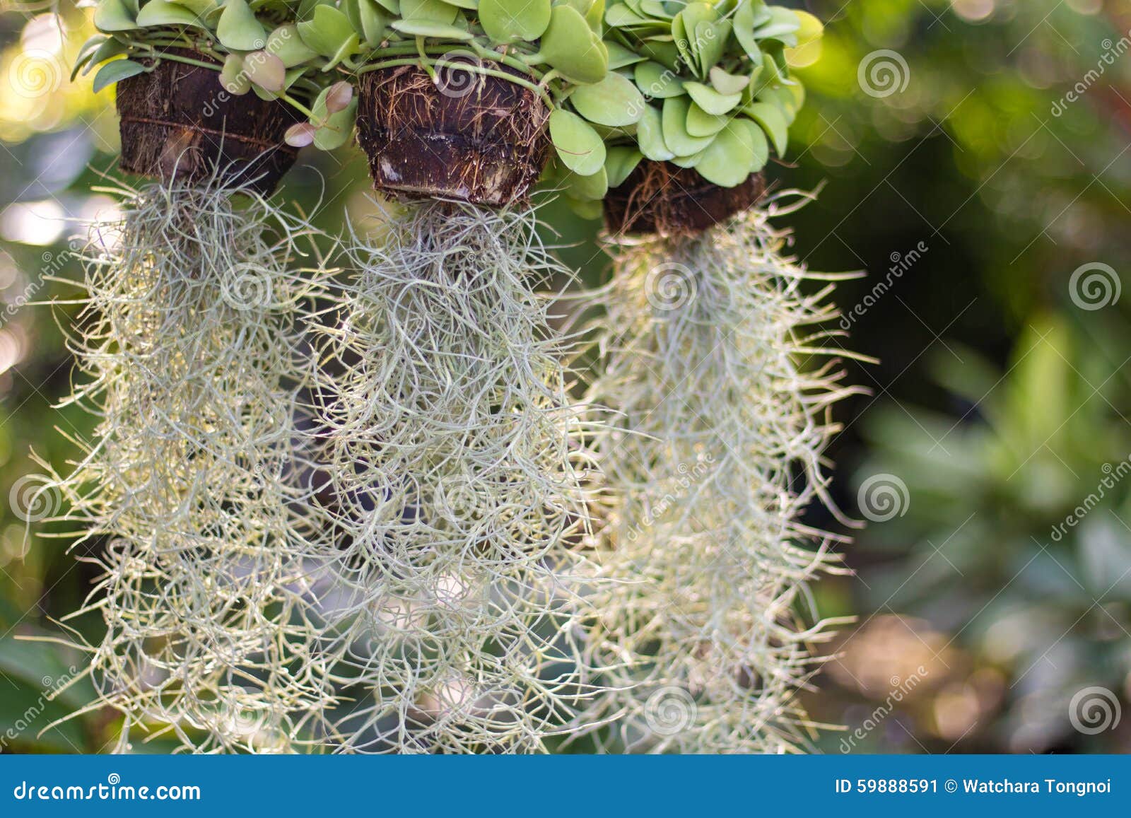 Spanish Moss plant in coir stock image. Image of decorative 59888591