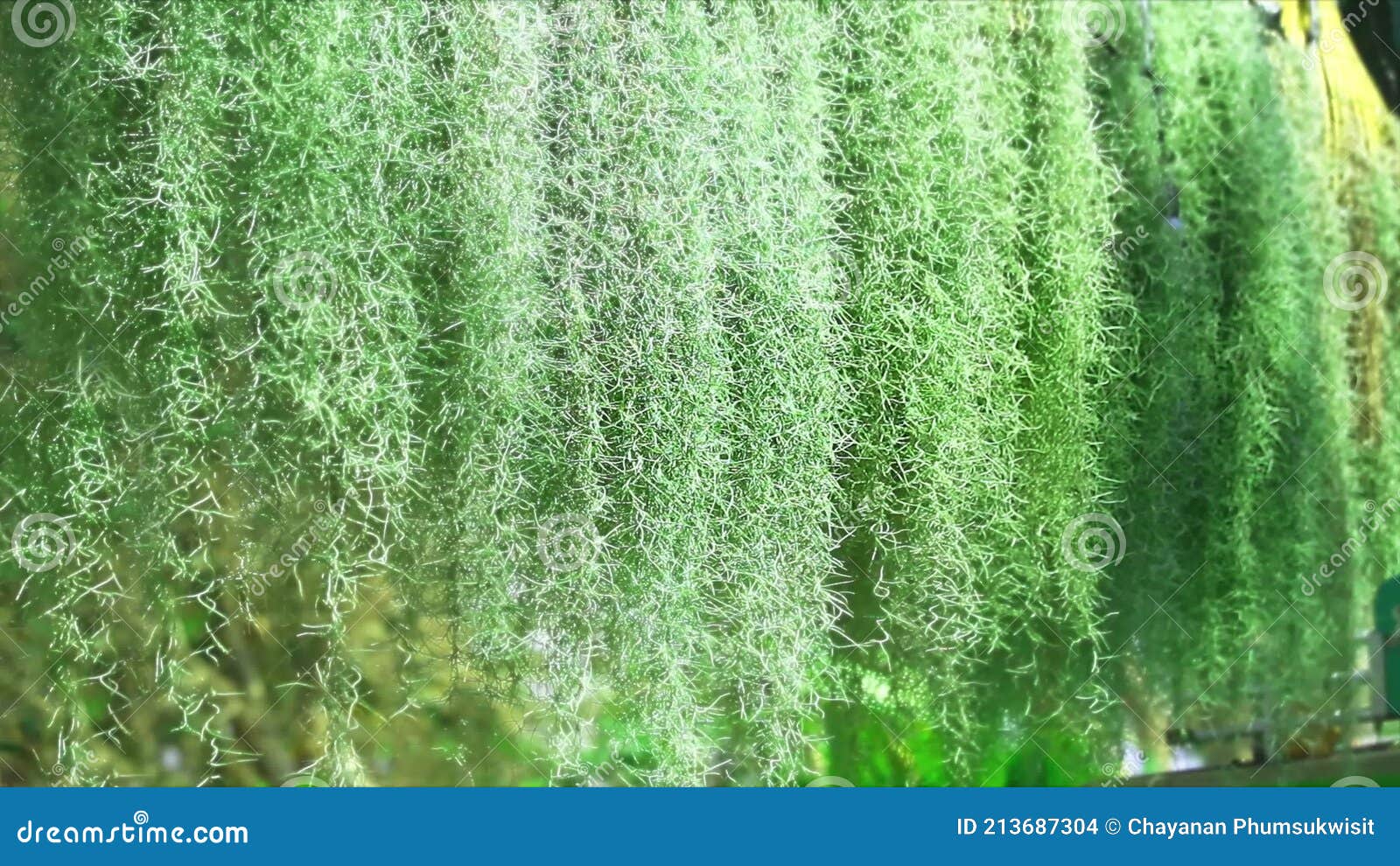 Spanish Moss is a Plant in the Pineapple Family without Root the Tree