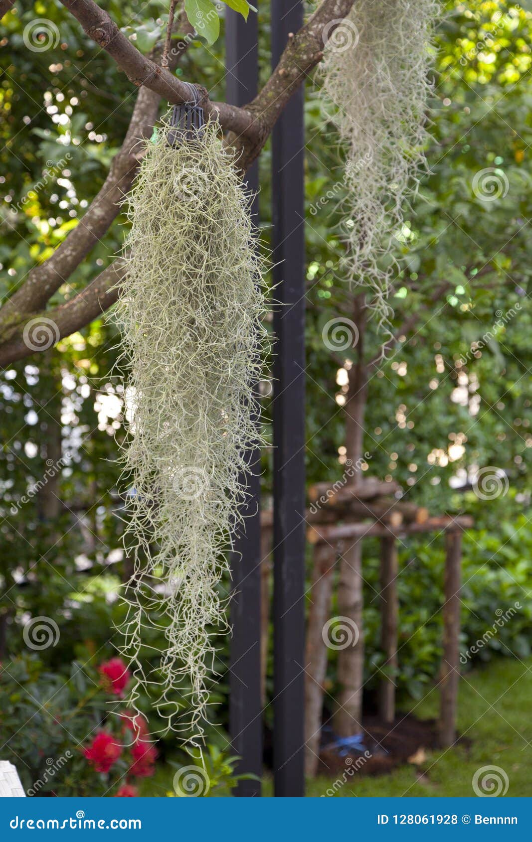 Spanish moss plant stock photo. Image of america, background 128061928