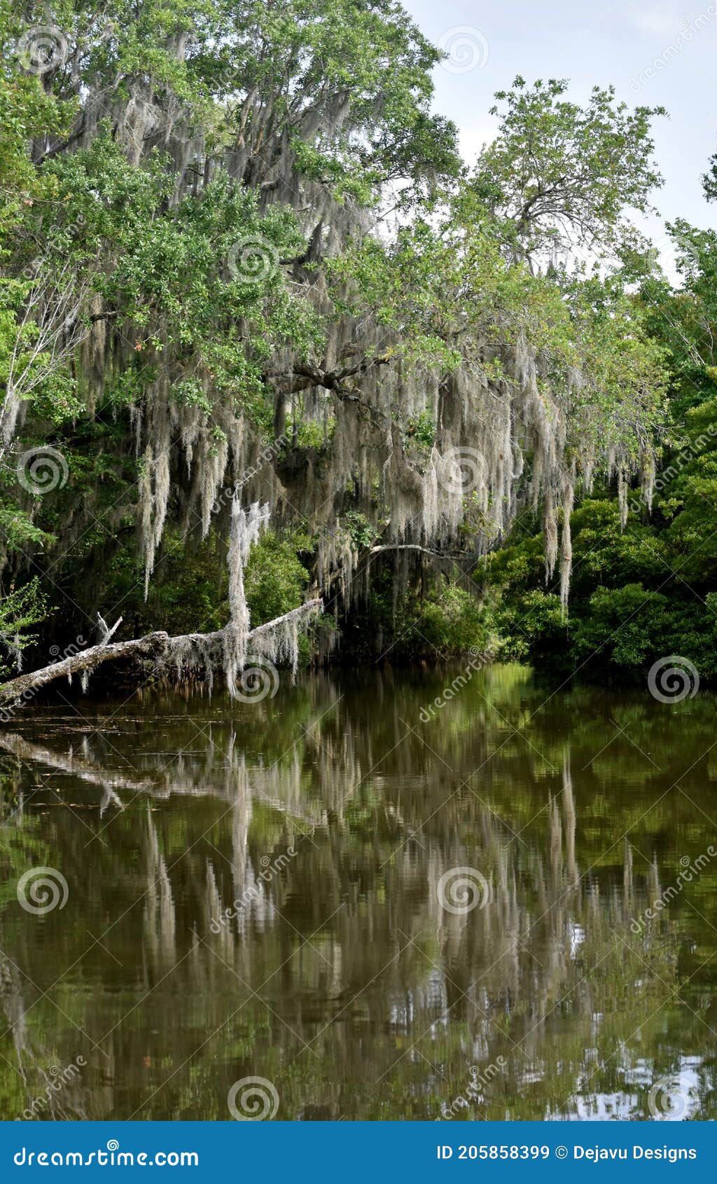 Spanish Moss Reflecting in the Bayou Waters Stock Image Image of