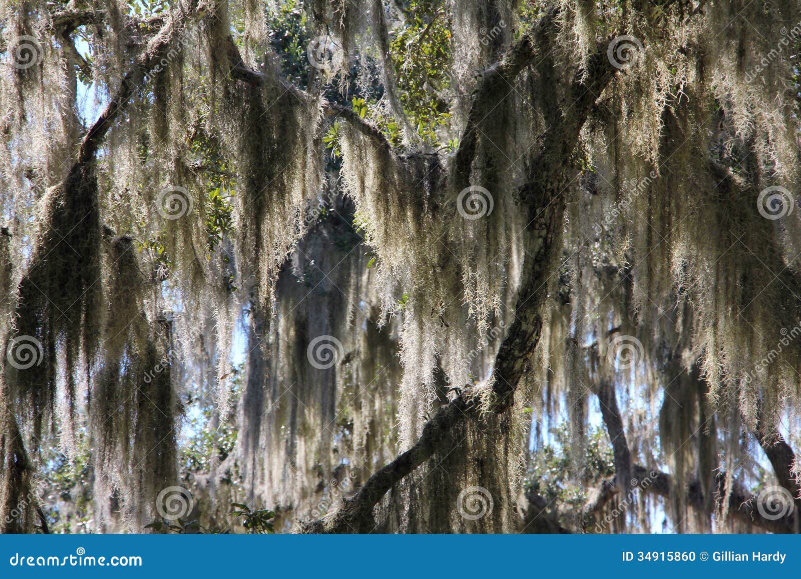 spanish moss