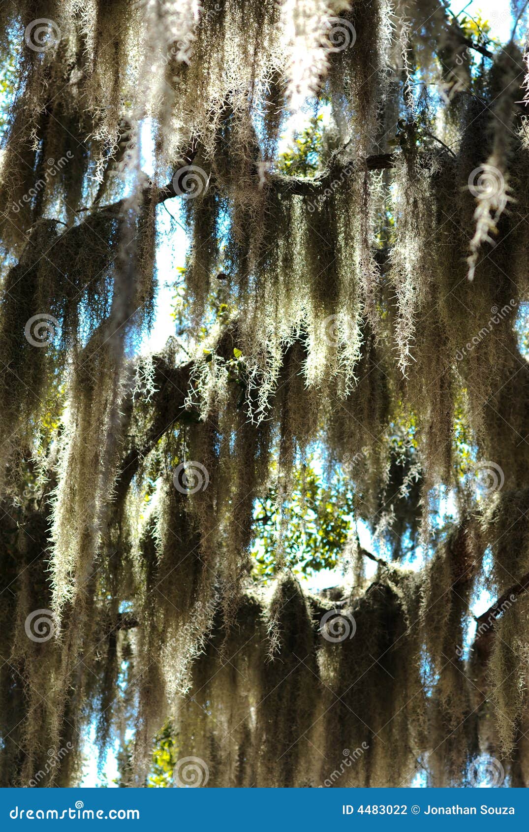 Spanish moss tree 02 stock photo. Image of moss, mystical 4483022