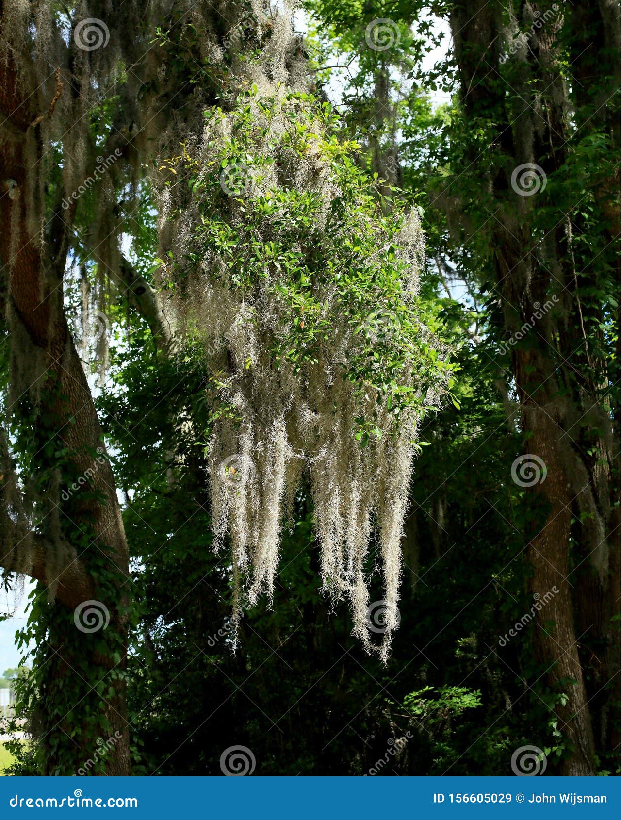 Spanish moss on a tree stock image. Image of flora, park 156605029
