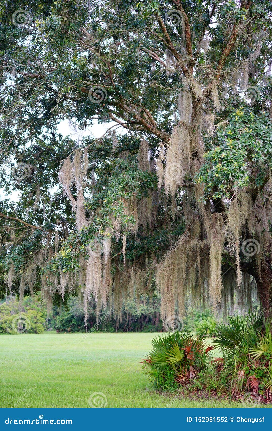 Spanish moss on tree stock photo. Image of abstract 152981552