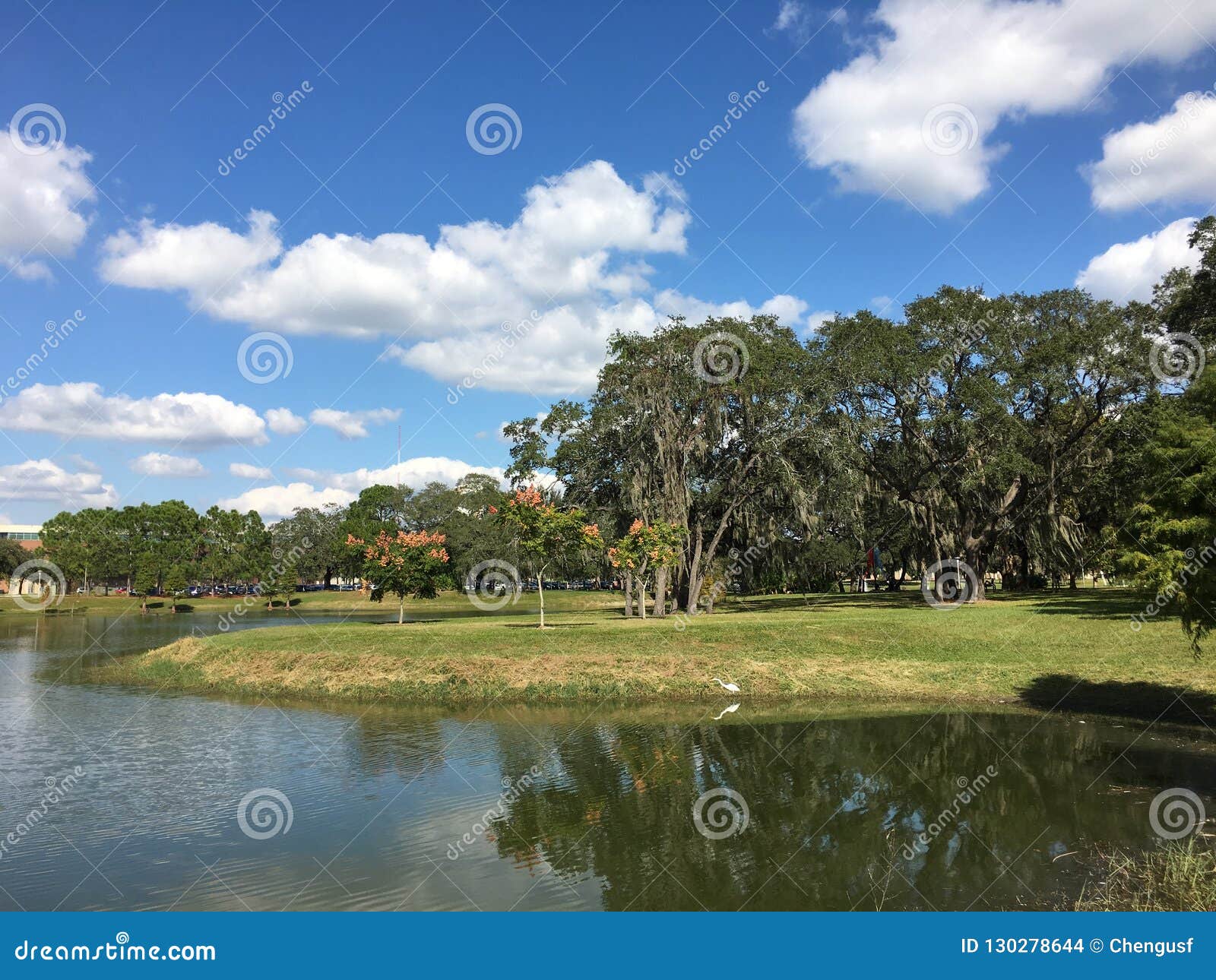 Spanish moss in tree stock photo. Image of detail, moss 130278644