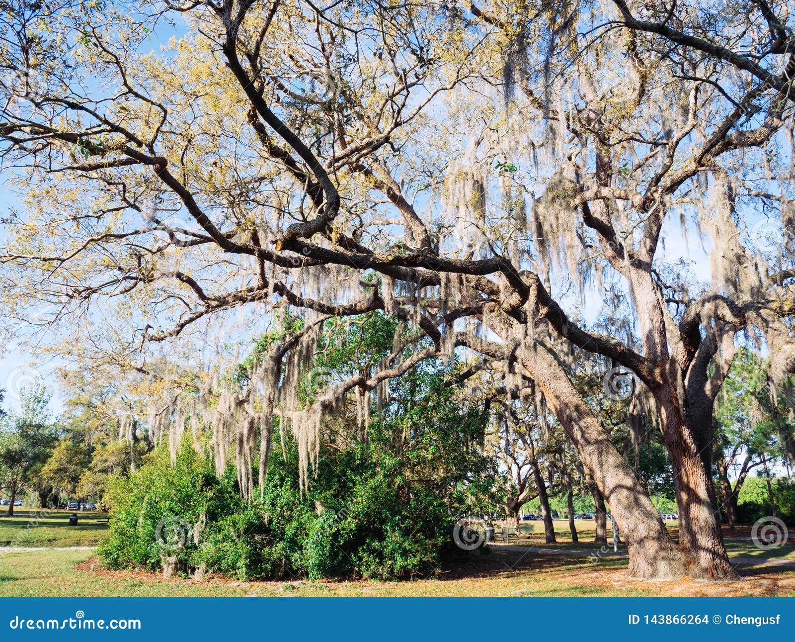 Spanish moss on tree stock photo. Image of natural, photograph 143866264