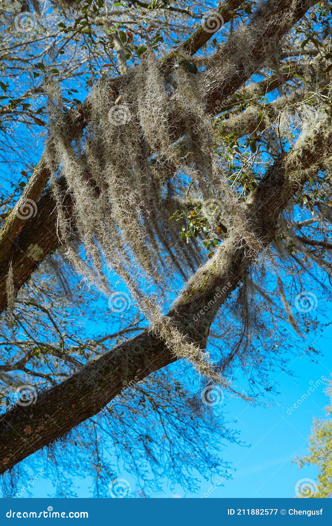 Spanish moss on tree stock image. Image of hang, landscapes 211882577