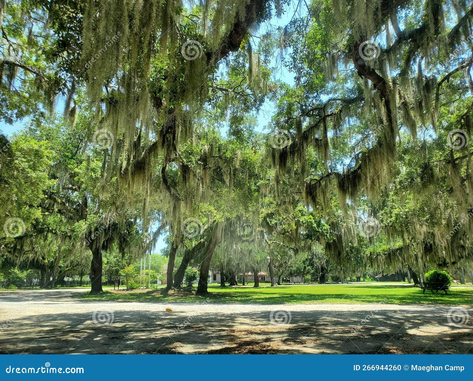 Spanish Moss Trees stock photo. Image of plant, autumn 266944260
