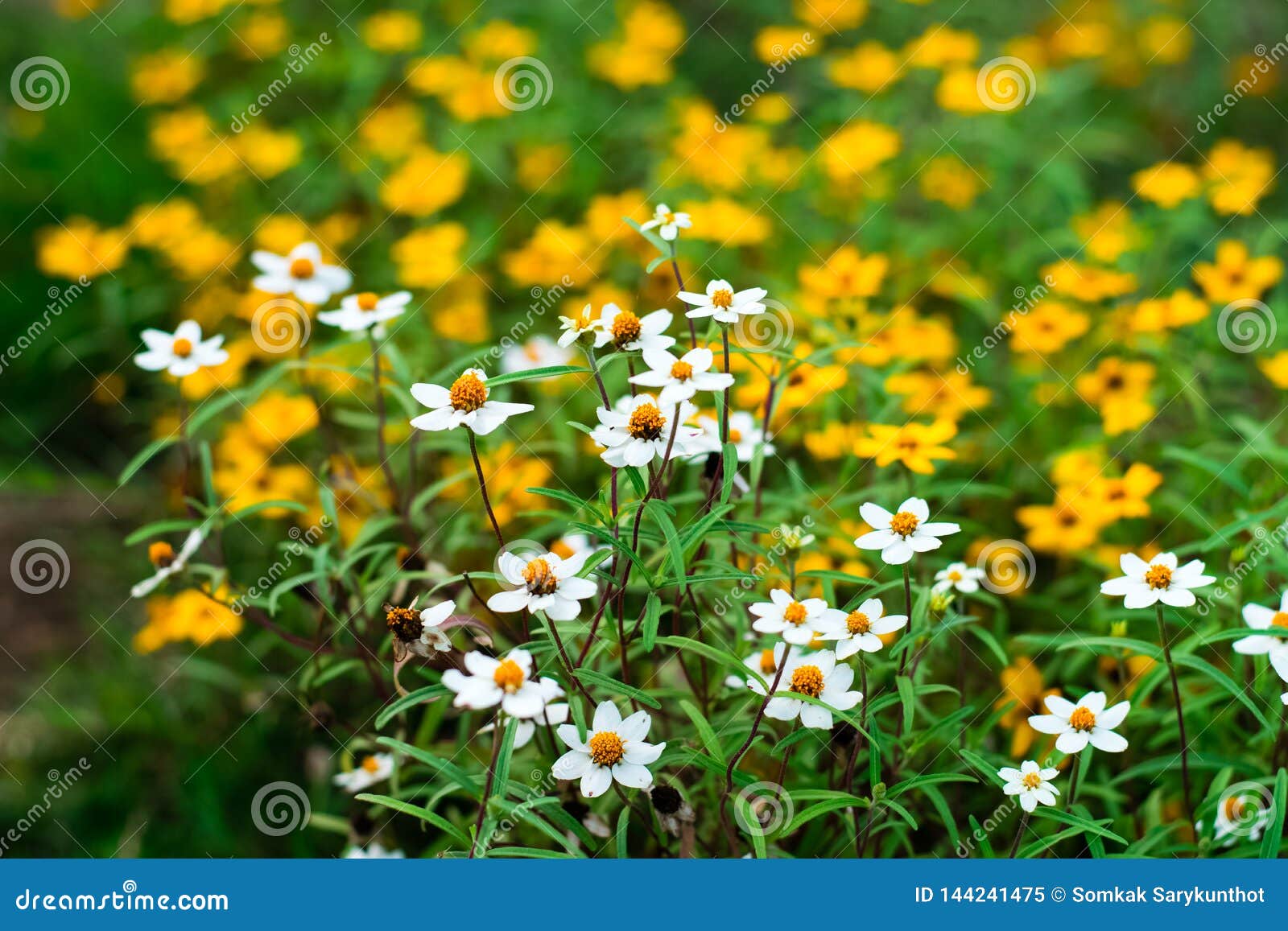 Spanish Needle Flowers in the Garden Stock Image Image of broom