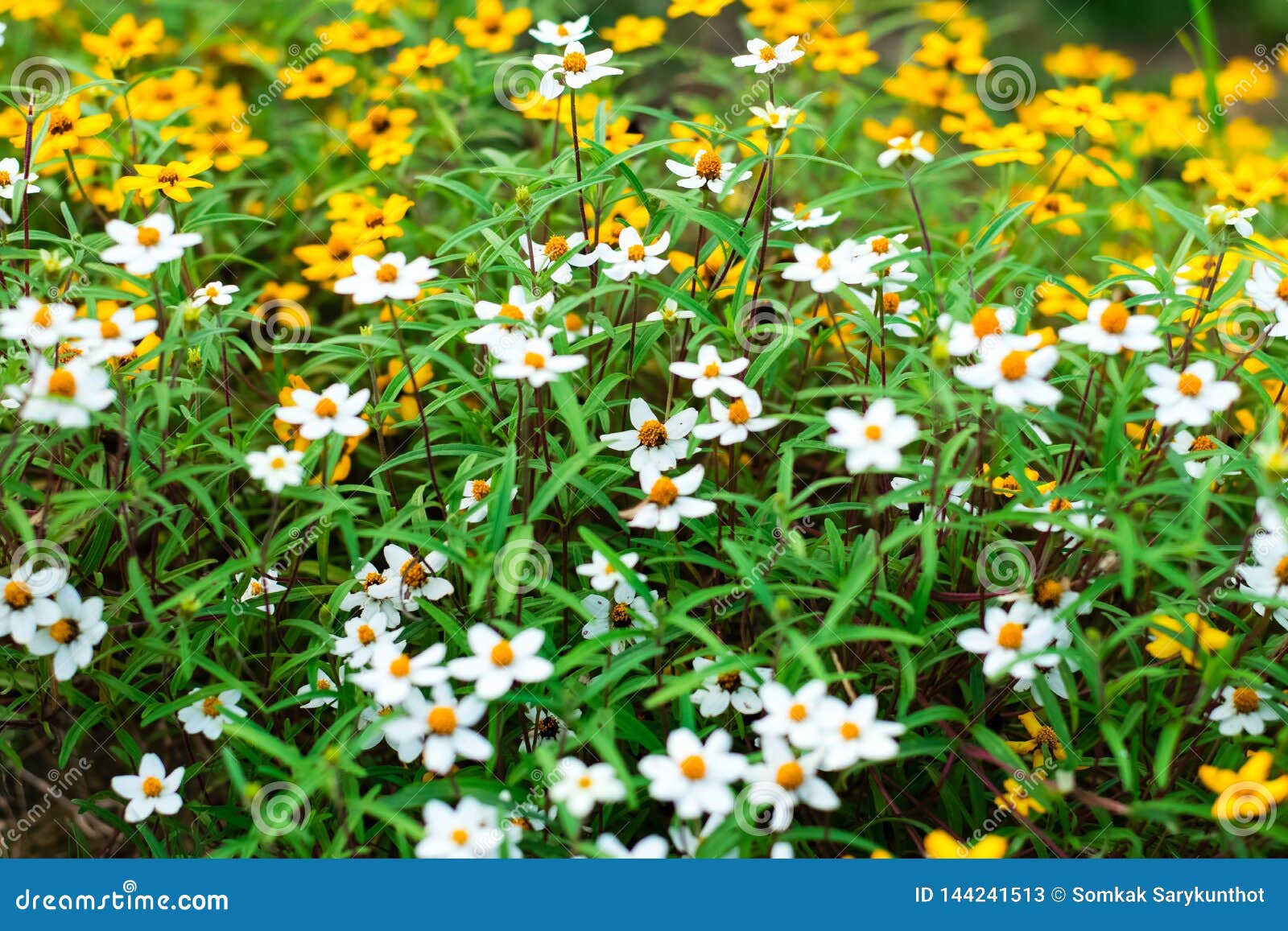 Spanish Needle Flowers in the Garden Stock Image Image of spanish