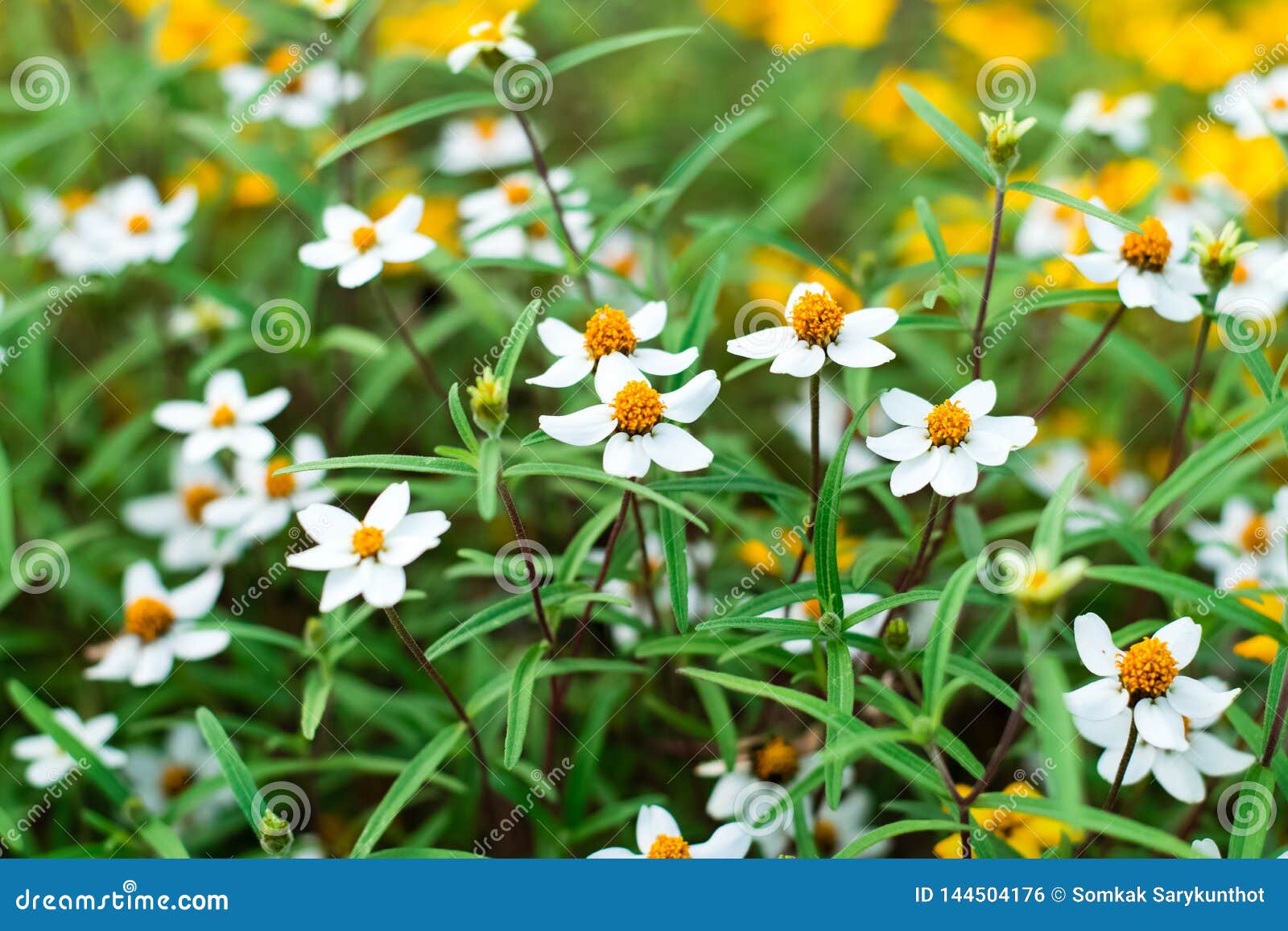 Spanish Needle Flowers in the Garden Stock Photo Image of macro