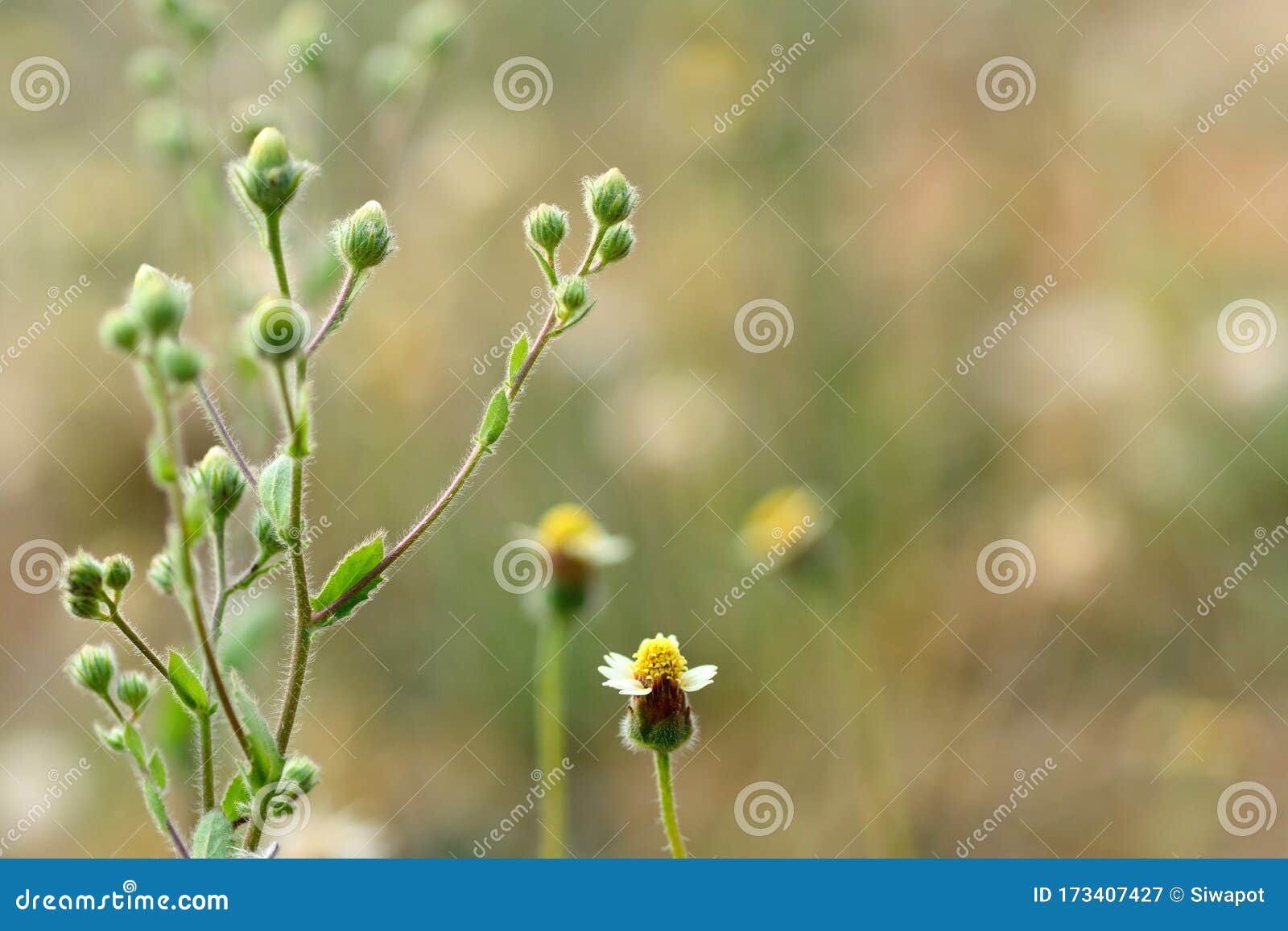 Spanish Needle Flowers in a Meadow Stock Image Image of daisy, green