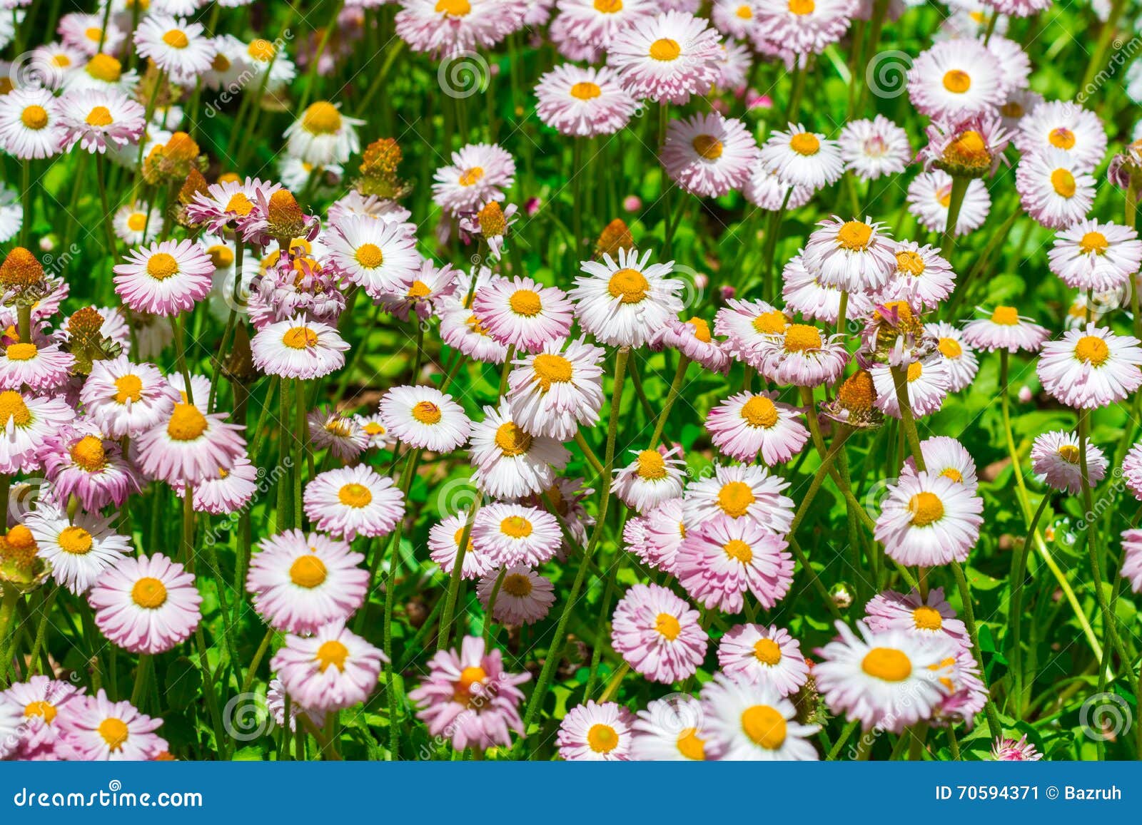 Spanish Pink Daisies stock image. Image of blooming, growth 70594371