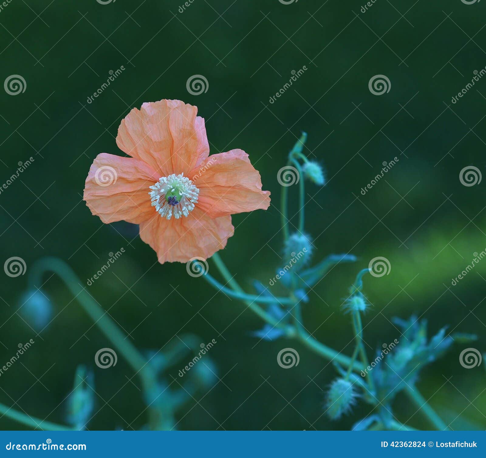 Spanish Poppy stock photo. Image of flower, bloom, poppy 42362824