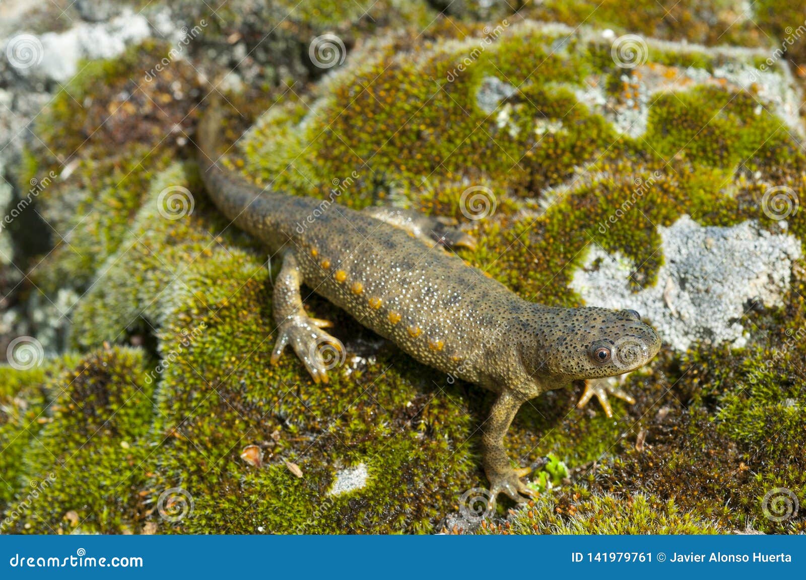 spanish ribbed newt pleurodeles waltl