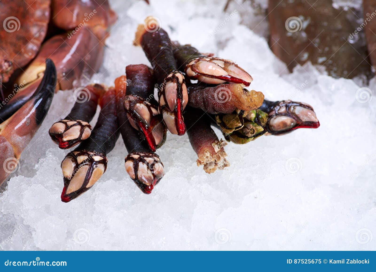 Spanish Shellfish Percebes on Ice Stock Image Image of uncooked