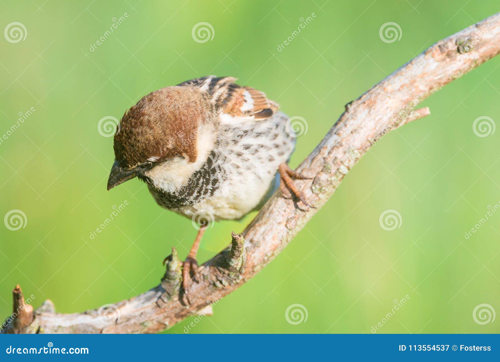 spanish sparrow