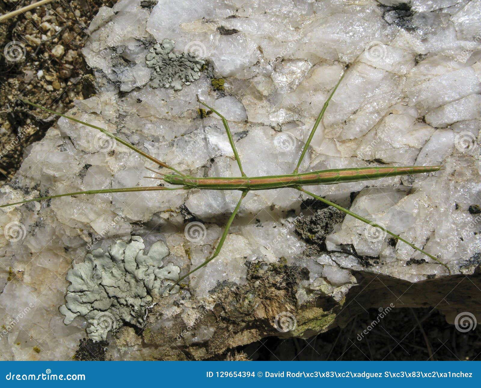 Spanish Stick Insect Walking on a White Stone Stock Photo Image of