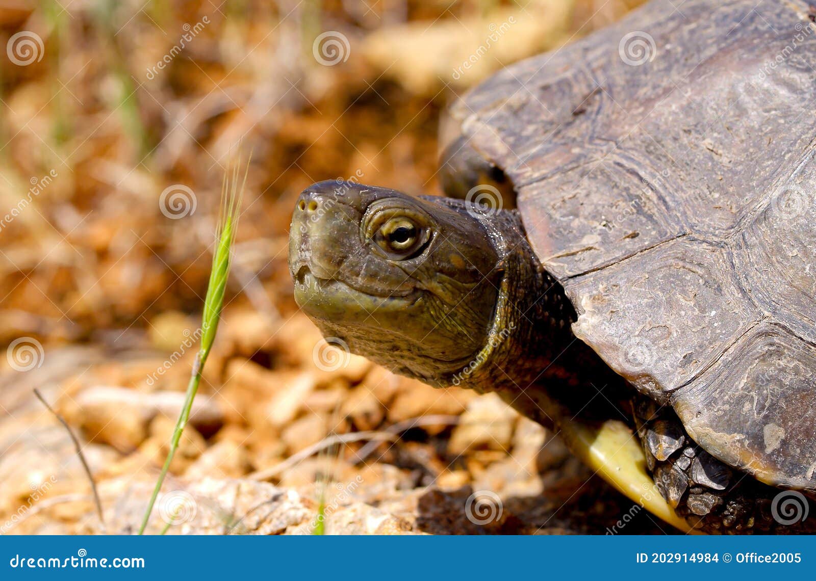 Spanish Terrapin, Mauremys Leprosa Stock Photo Image of leprosa, animal 202914984