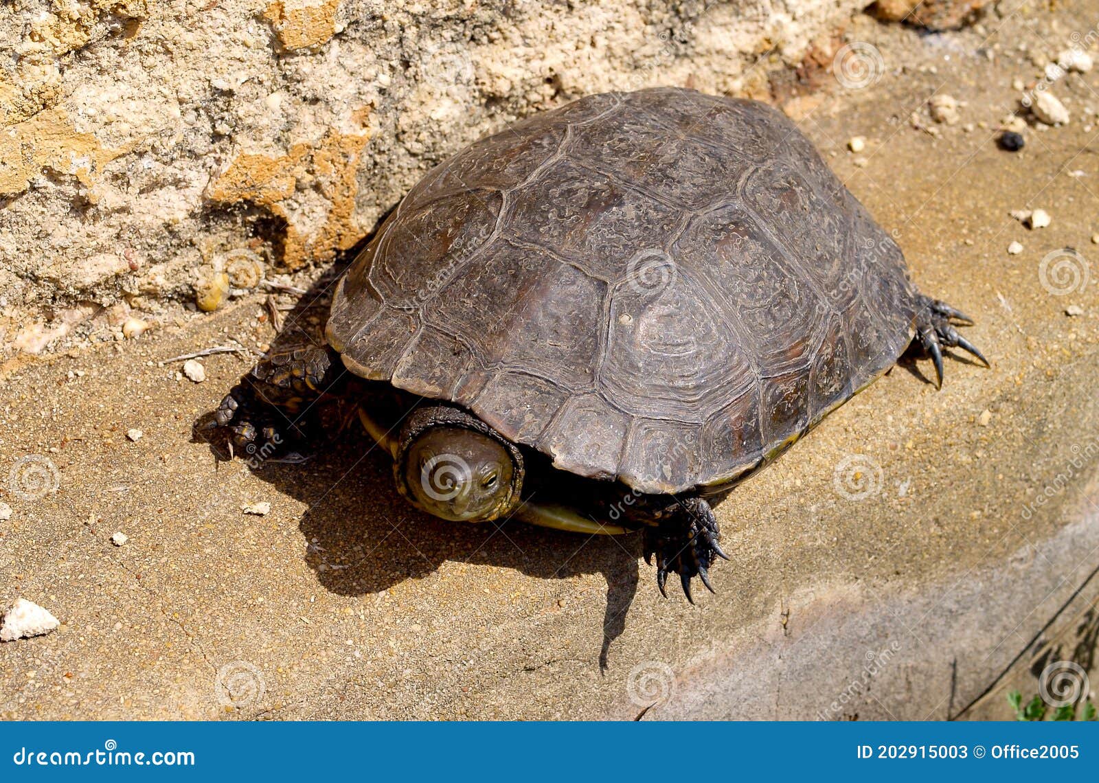 Spanish Terrapin, Mauremys Leprosa Stock Image Image of forest, spanish 202915003
