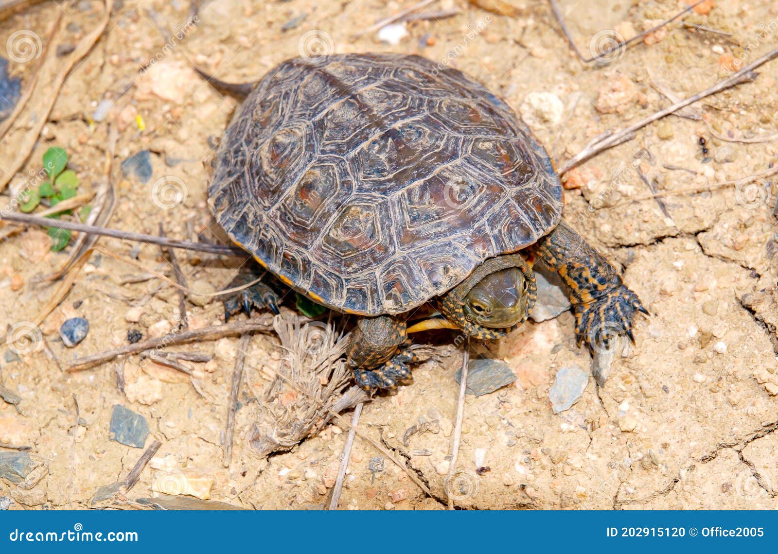 Spanish Terrapin, Mauremys Leprosa Stock Photo Image of forest, turtle 202915120