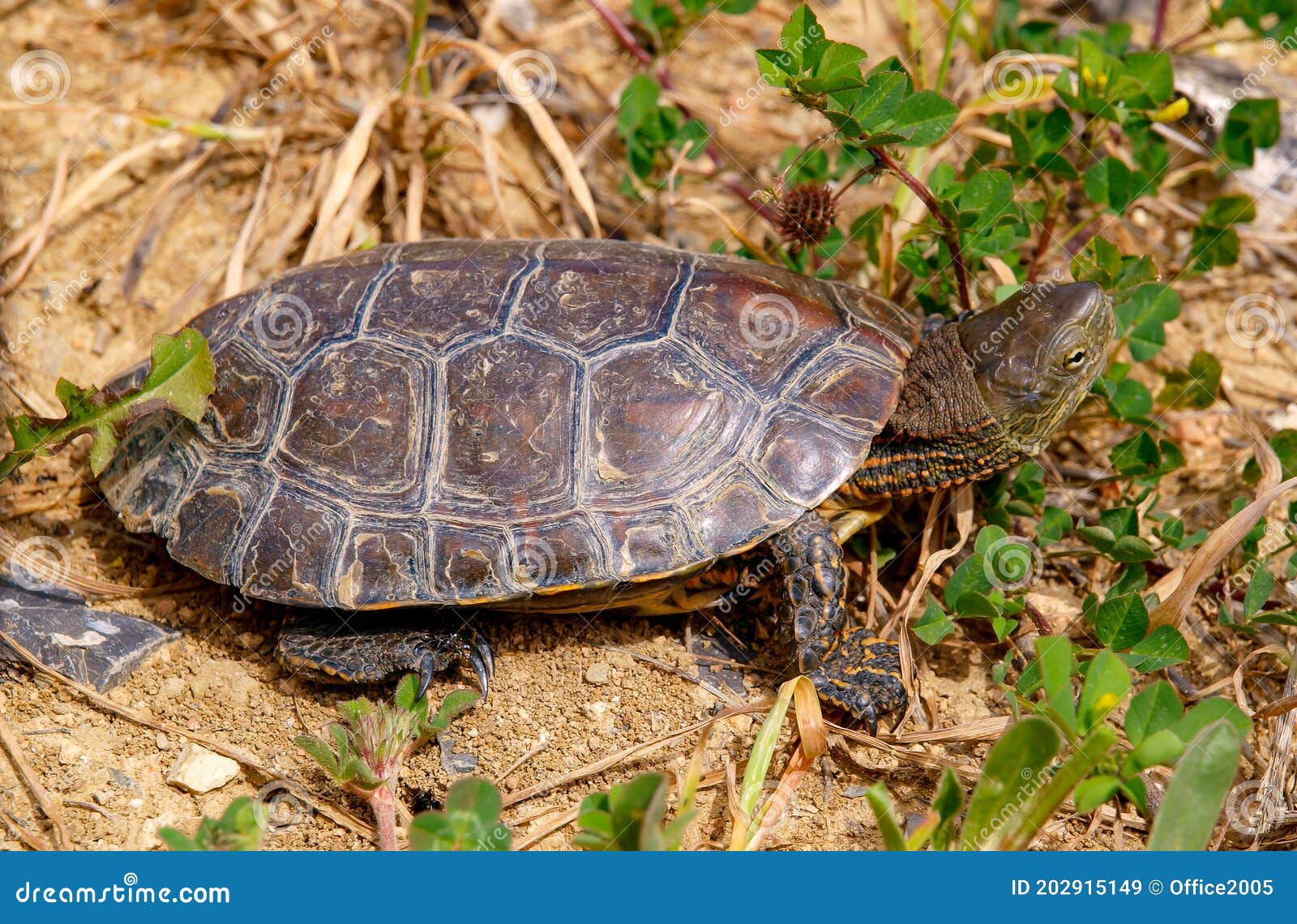 Spanish Terrapin, Mauremys Leprosa Stock Image Image of terrapin, close 202915149