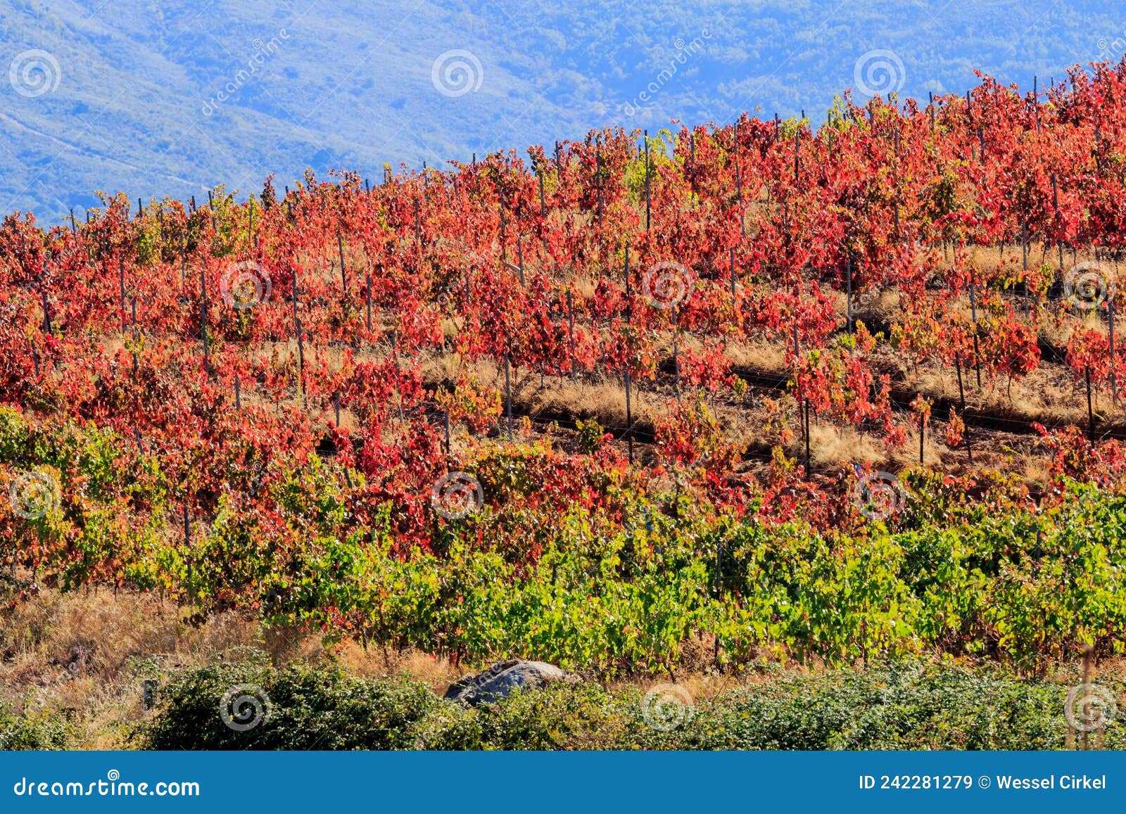 spanish vineyard, autumn, sierra de francia, spain