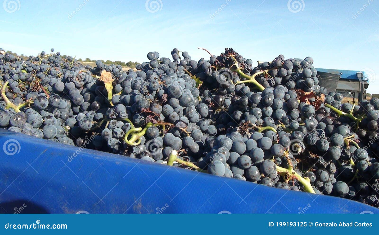 spanish vineyard d.o. calatayud