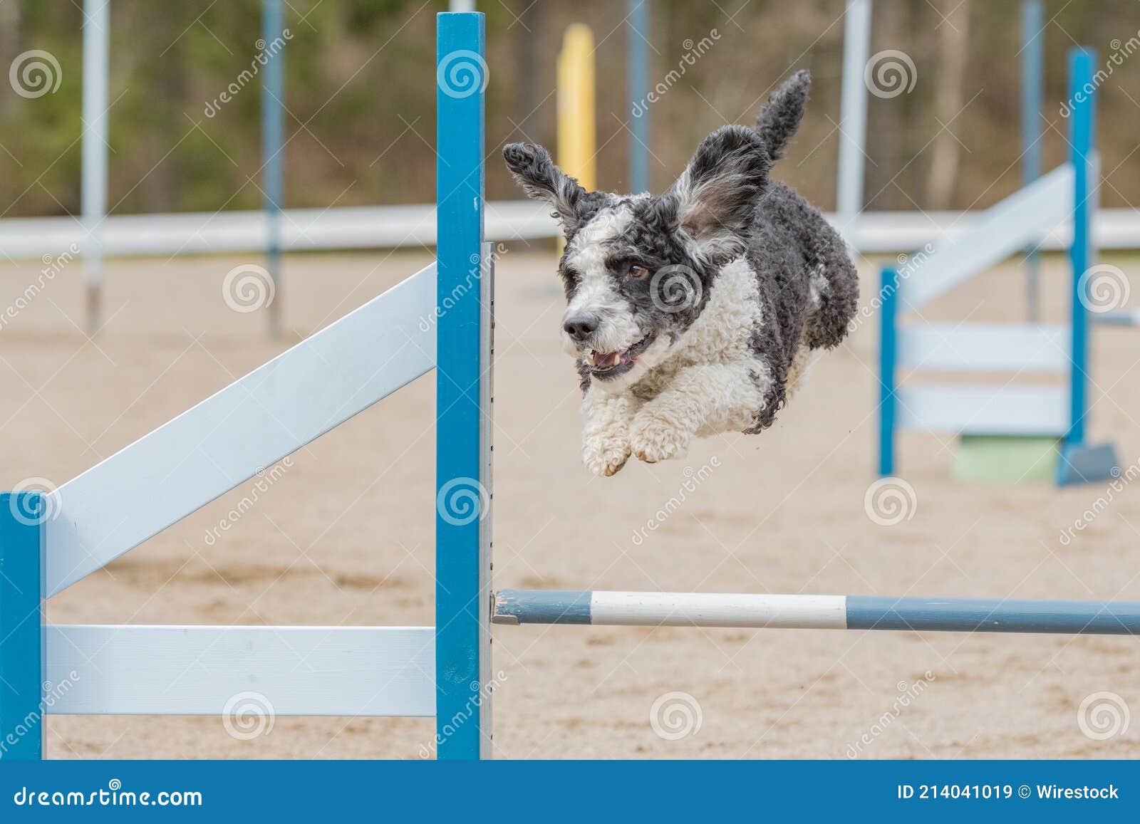 Spanish Water Dog Jumping Over an Agility Hurdle Stock Image Image of